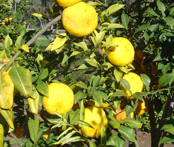 Citrus junos